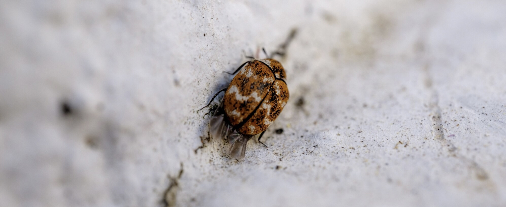 Getting rid of carpet beetles